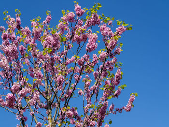 Low angle view of cherry blossom against blue sky