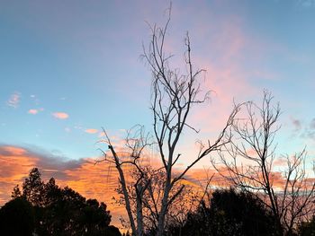 Low angle view of silhouette bare tree against sky during sunset