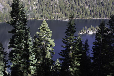 Pine trees by lake in forest