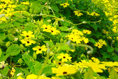 Close-up of yellow flowers