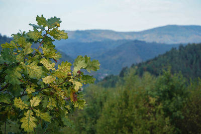 Close-up of fresh green plants against sky