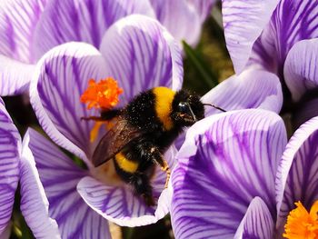 Close-up of bee pollinating on purple flowering plant