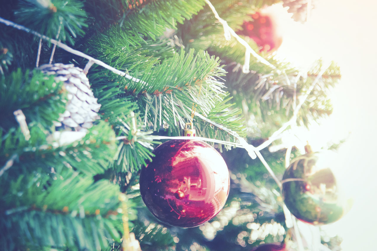 CLOSE-UP OF FRUITS ON TREE AGAINST BLURRED BACKGROUND