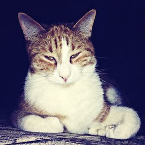 Close-up portrait of cat