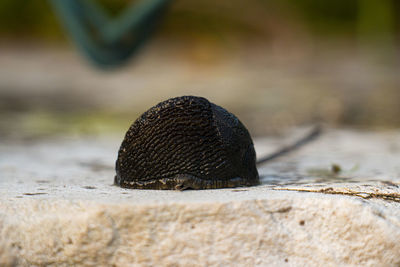 Close-up of crab on rock