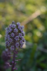 Close-up of purple flower