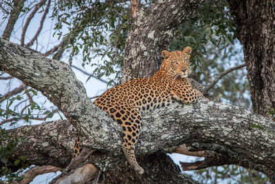 Low angle view of giraffe tree