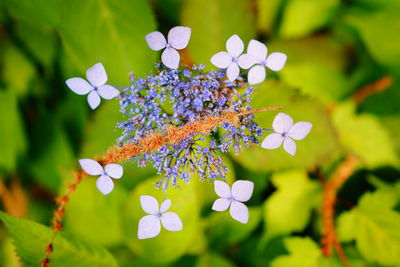 Close-up of flowers