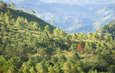 High angle view of trees in forest