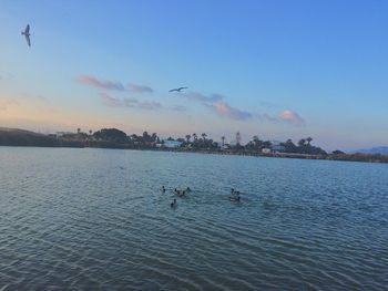 Birds flying over sea against sky