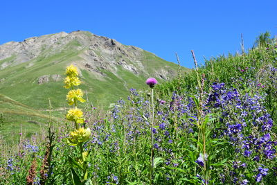 Flowers blooming on field against blue sky