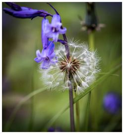 Close-up of purple flowers blooming outdoors