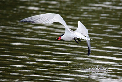 Arctic tern swimming over lake