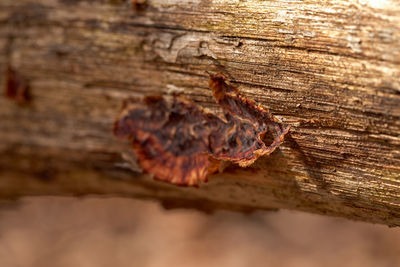 Close-up of insect on tree trunk