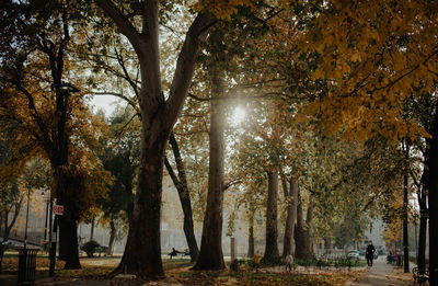 Trees in park during autumn