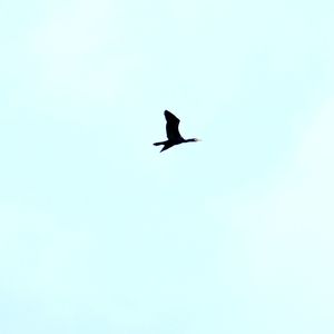 Low angle view of bird flying in sky