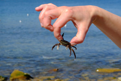 Midsection of person holding sea shore