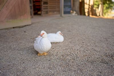 High angle view of bird on road