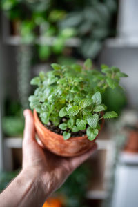 Cropped hand of person holding plant