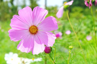 Close-up of pink cosmos flower blooming outdoors