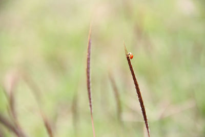 Close-up of ladybug on plant