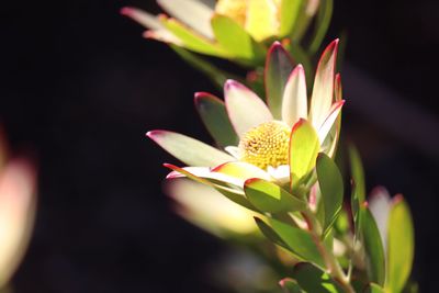 Close-up of flowering plant