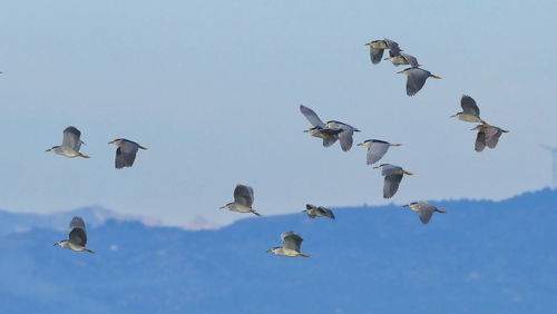 Low angle view of birds flying in the sky