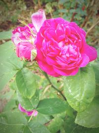 Close-up of pink rose