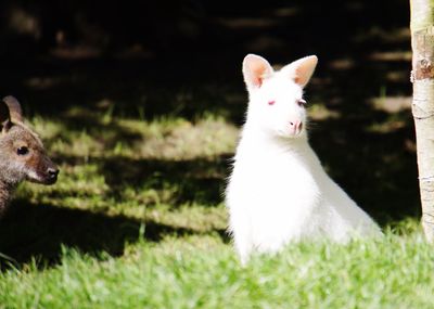 Close-up of rabbit in grass