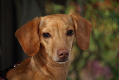 Close-up portrait of dog