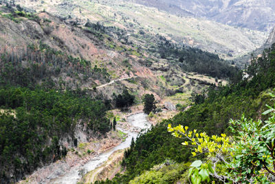 High angle view of trees on mountain