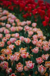 Full frame shot of pink flowers blooming outdoors