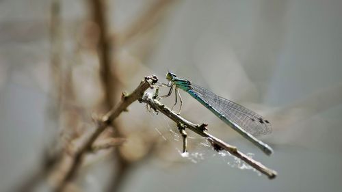 Close-up of dragonfly on twig