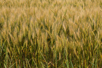 Full frame shot of wheat field