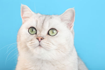 Portrait of an adorable white cat on a blue background,