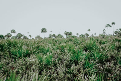 Plants growing on field against clear sky