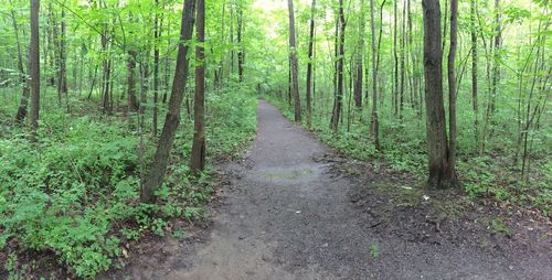 Footpath amidst trees in forest