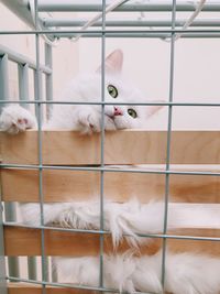 Portrait of white cat relaxing on floor