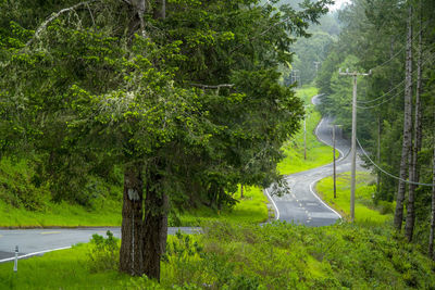 Road amidst trees in forest