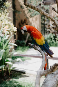 Close-up of parrot perching on tree