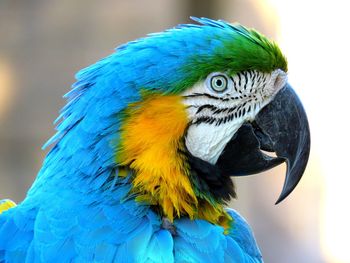 Close-up of gold and blue macaw