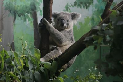 Koala sitting on branch at zoo