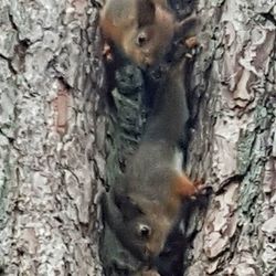 Squirrel on tree trunk