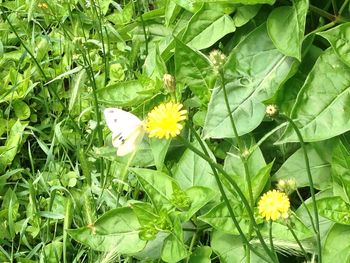 Close-up of yellow flower