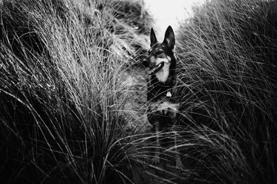 Portrait of dog relaxing on field