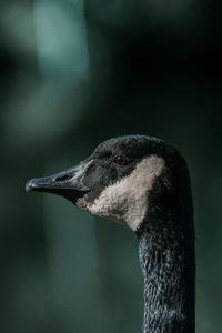 Side profile portrait of a canada goose