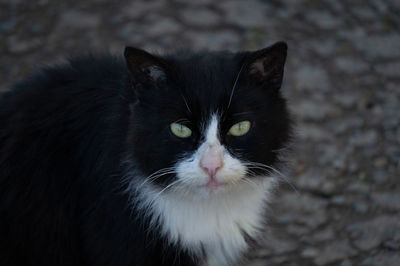 Close-up portrait of a cat