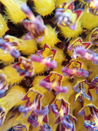 Close-up of yellow flowering plant