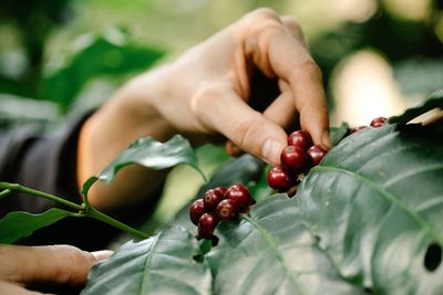 Photo of coffee beans taken during the day, in the bumijawa area, tegal regency, indonesia