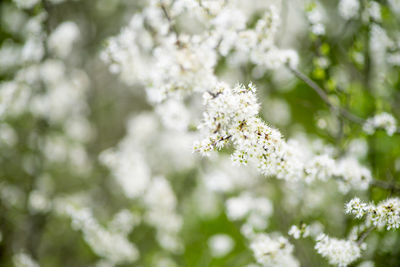 Close-up of white cherry blossoms in spring